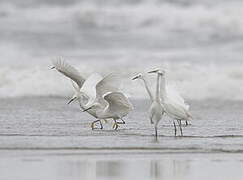 Aigrette neigeuse