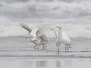 Aigrette neigeuse