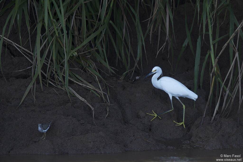 Aigrette neigeuseadulte