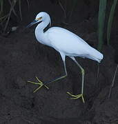 Snowy Egret