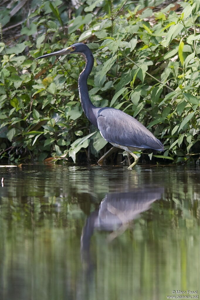 Tricolored Heronadult post breeding, identification, feeding habits, Behaviour