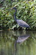 Tricolored Heron