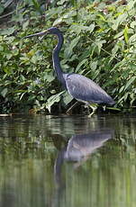 Aigrette tricolore