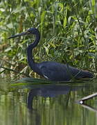 Aigrette tricolore