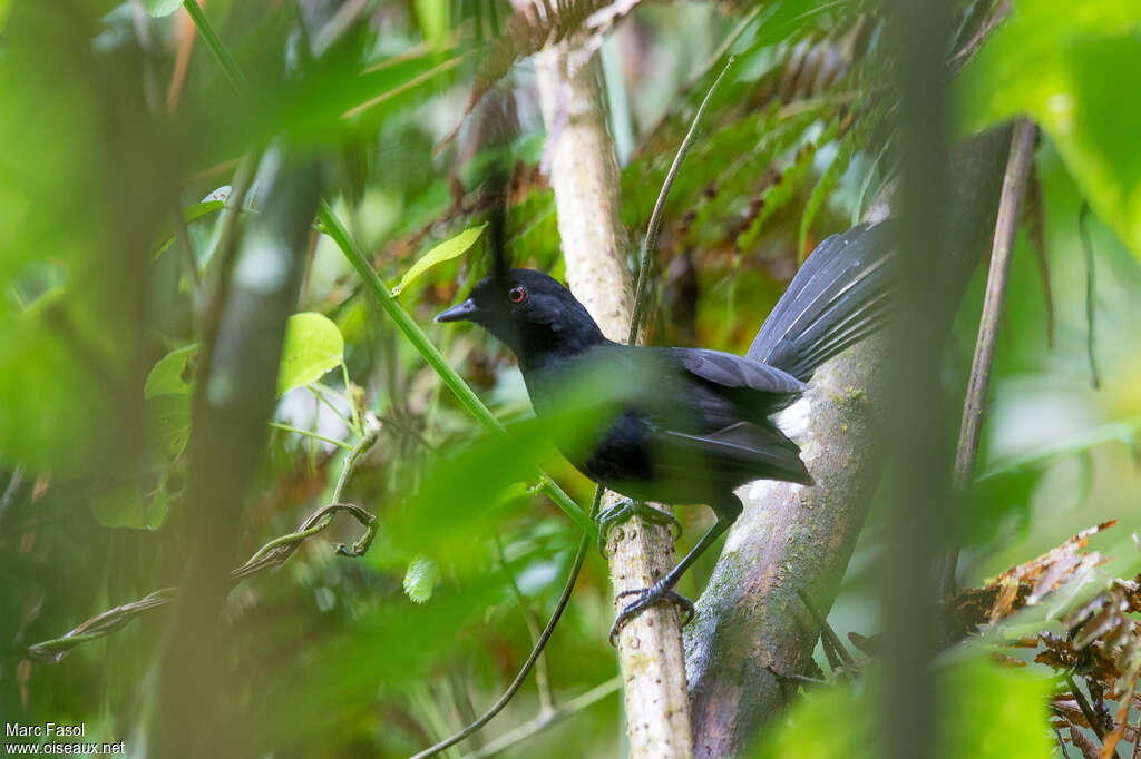 East Amazonian Fire-eye male adult, identification