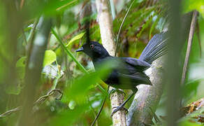 East Amazonian Fire-eye