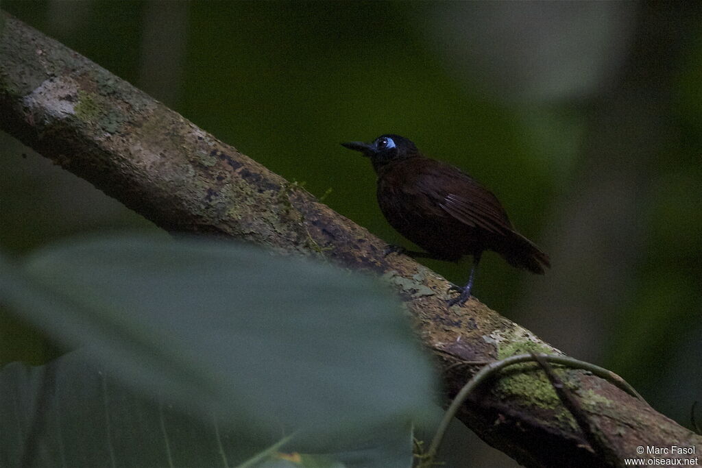 Chestnut-backed Antbird, identification, Behaviour