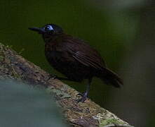 Chestnut-backed Antbird