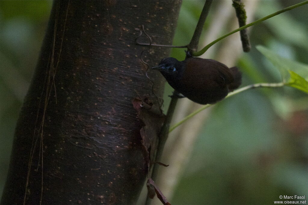 Alapi à dos roux mâle, identification, Comportement