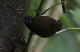 Chestnut-backed Antbird