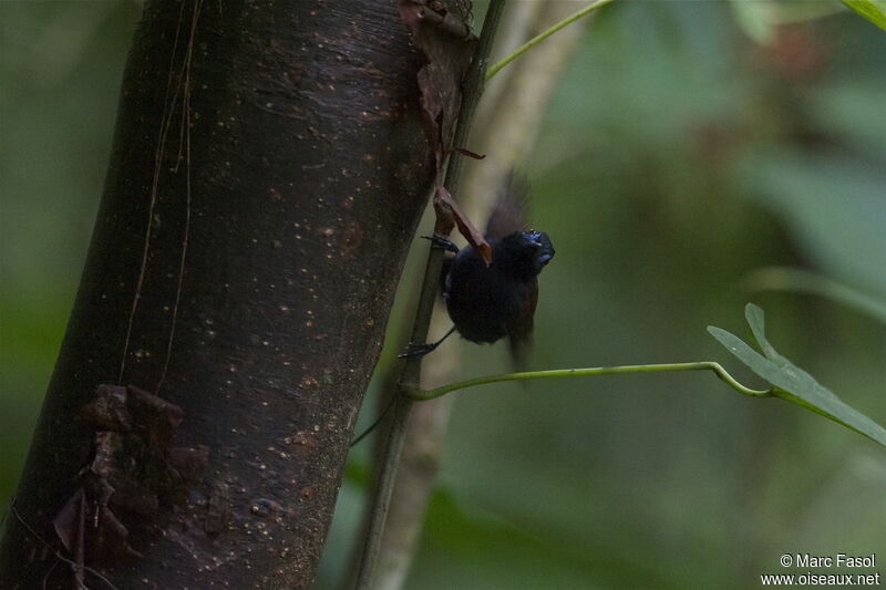 Chestnut-backed Antbird male, identification, Behaviour