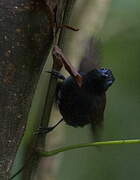 Chestnut-backed Antbird