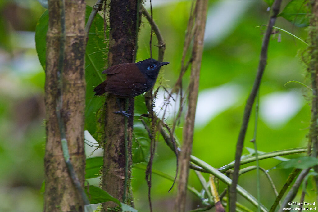 Chestnut-backed Antbird male adult, identification