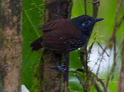 Chestnut-backed Antbird