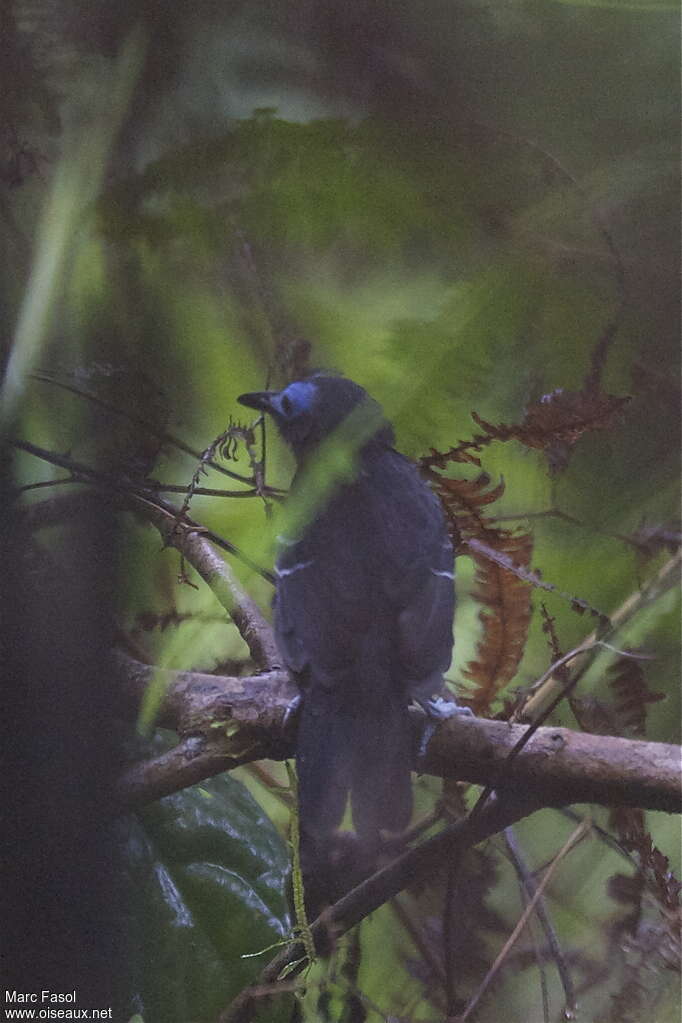 Bare-crowned Antbird male adult, identification