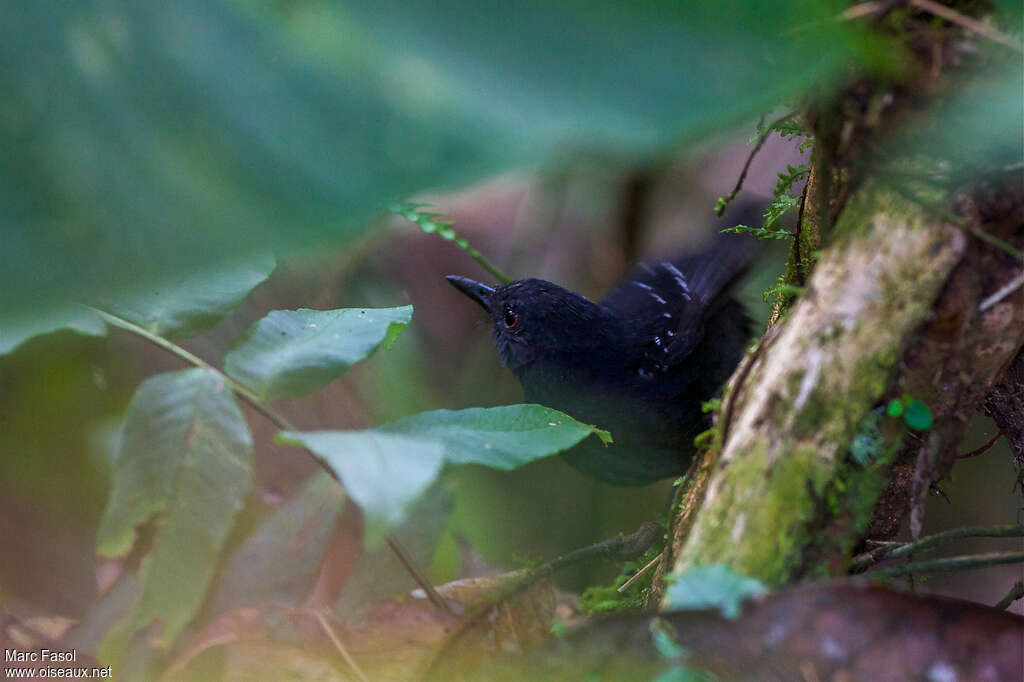 Alapi d'Esmeraldas mâle, identification
