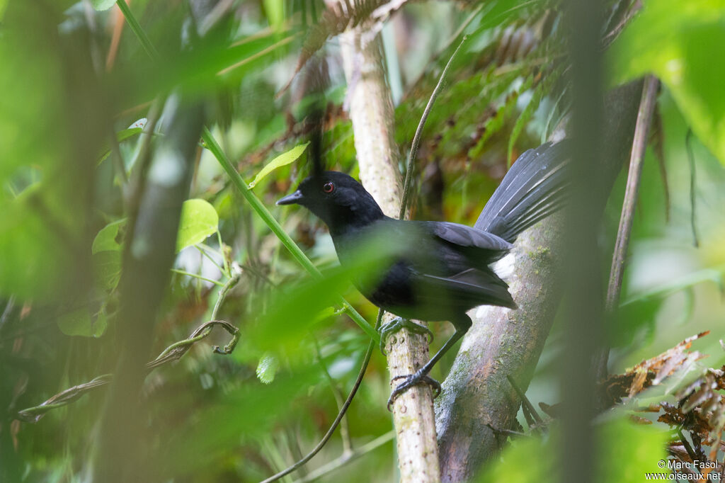 Western Fire-eye male adult, identification