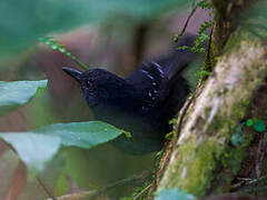 Esmeraldas Antbird