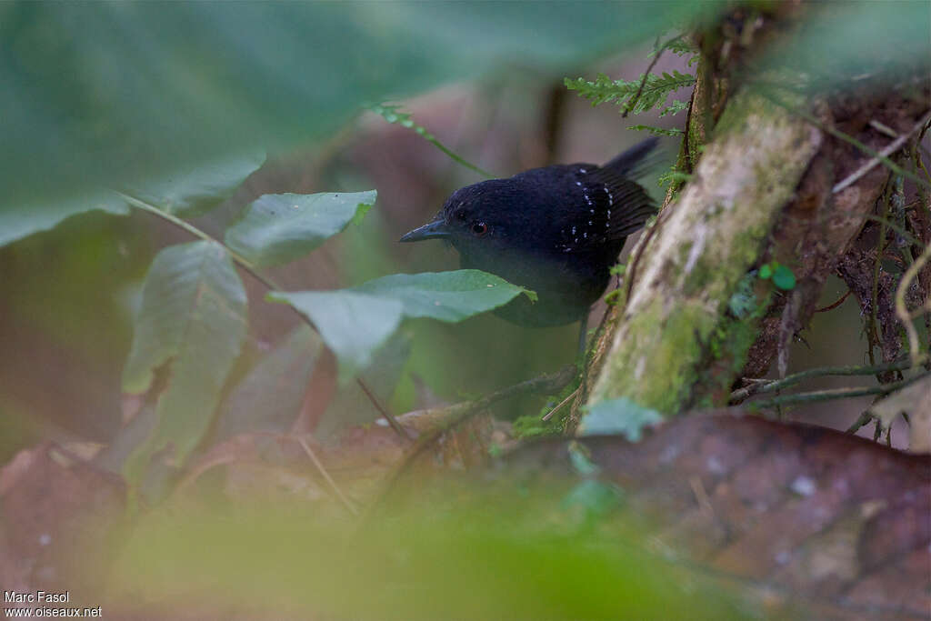 Esmeraldas Antbird male adult, identification, fishing/hunting