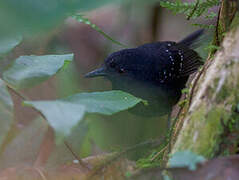 Esmeraldas Antbird