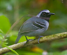 Black-faced Antbird