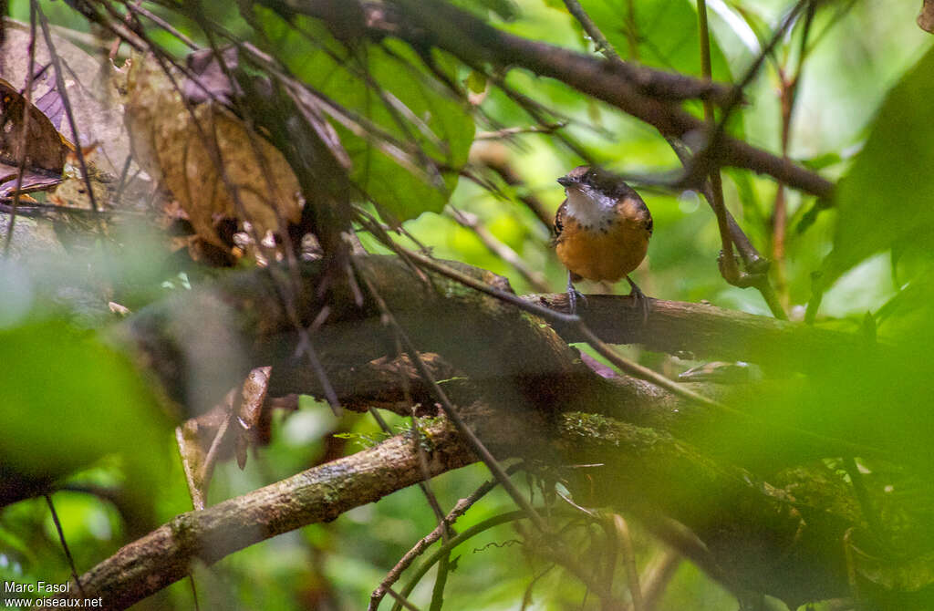 Black-faced Antbird female adult