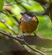 Black-faced Antbird