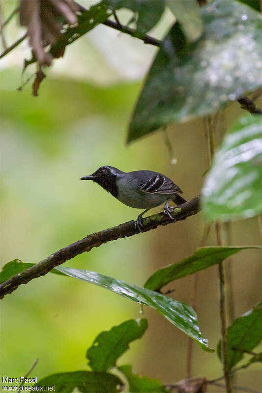 Black-faced Antbird male adult