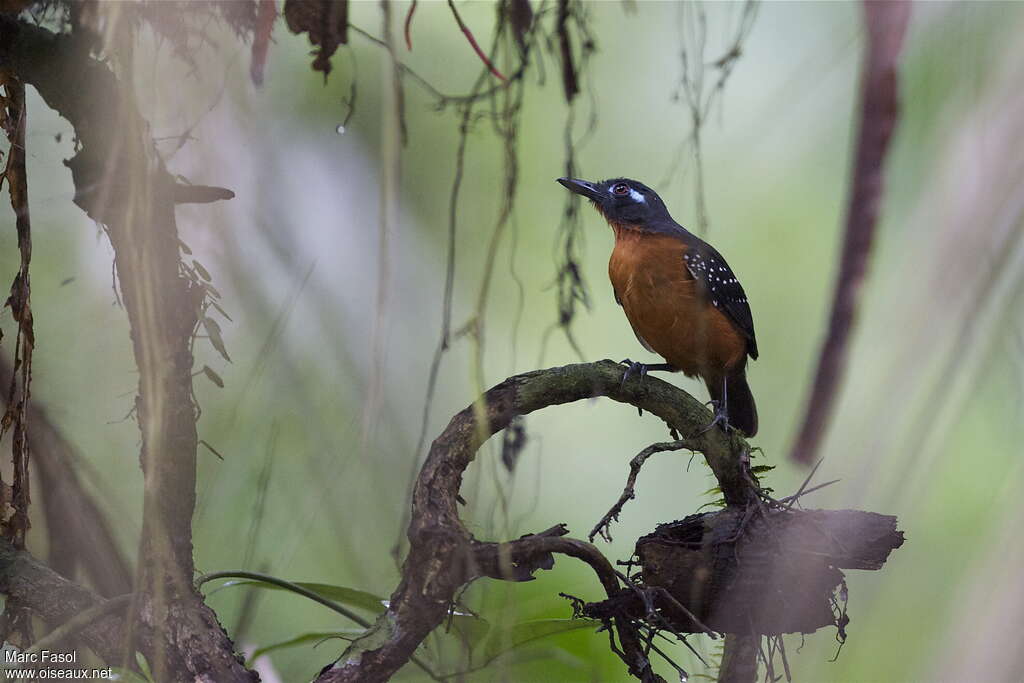 Plumbeous Antbird female adult, identification