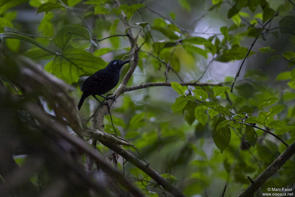 Plumbeous Antbird male adult, identification