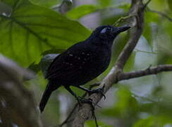 Plumbeous Antbird