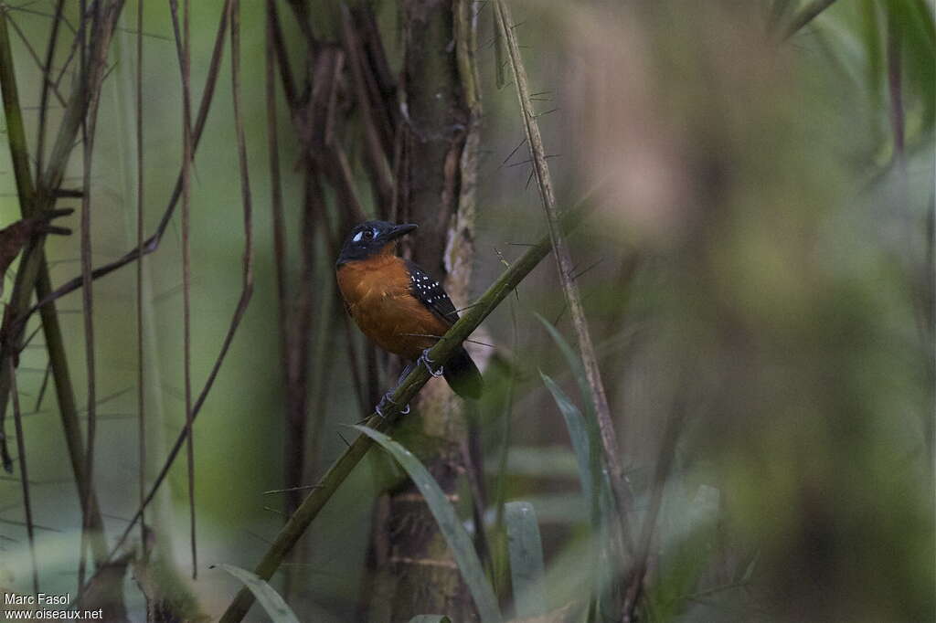 Plumbeous Antbird female adult, identification