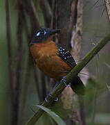 Plumbeous Antbird