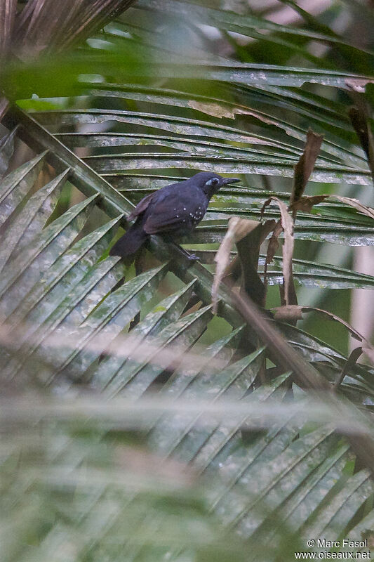 Plumbeous Antbird male adult, identification