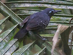 Plumbeous Antbird