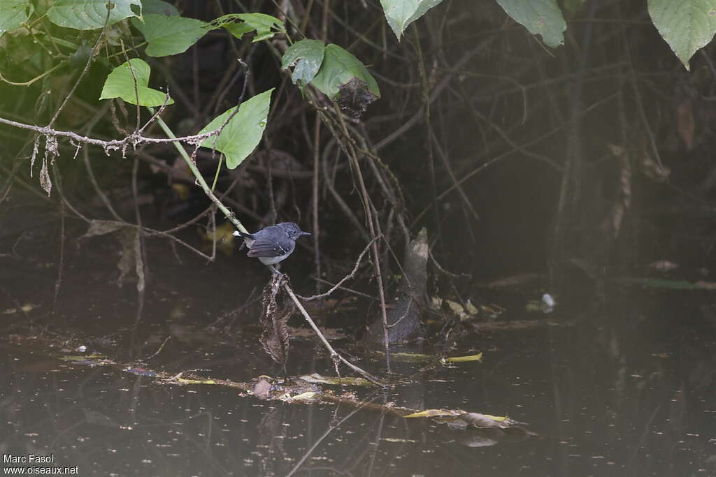 Band-tailed Antbird female adult, habitat