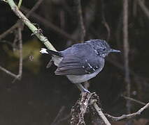 Band-tailed Antbird