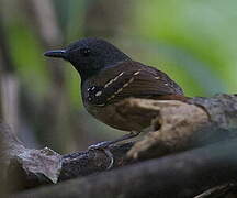 Southern Chestnut-tailed Antbird