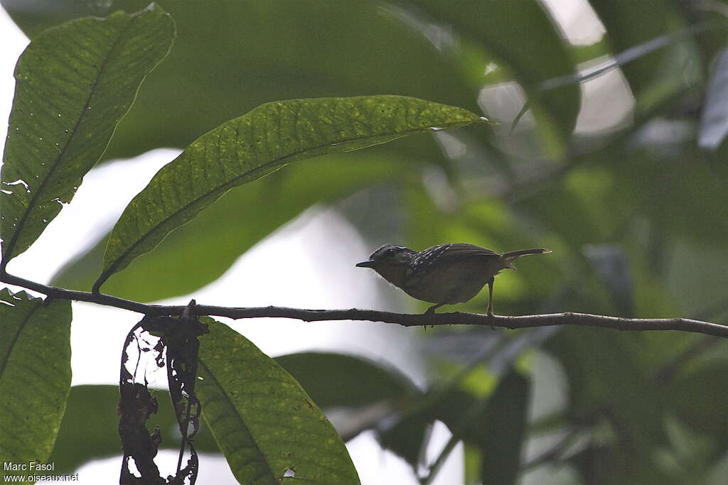 Yellow-breasted Warbling Antbird male adult, identification