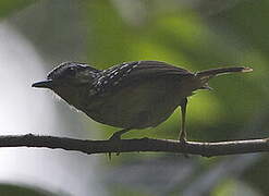 Yellow-breasted Warbling Antbird