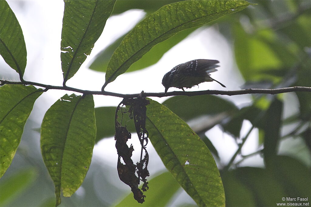 Yellow-breasted Warbling Antbird male adult, identification