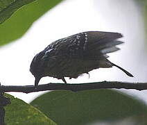 Yellow-breasted Warbling Antbird