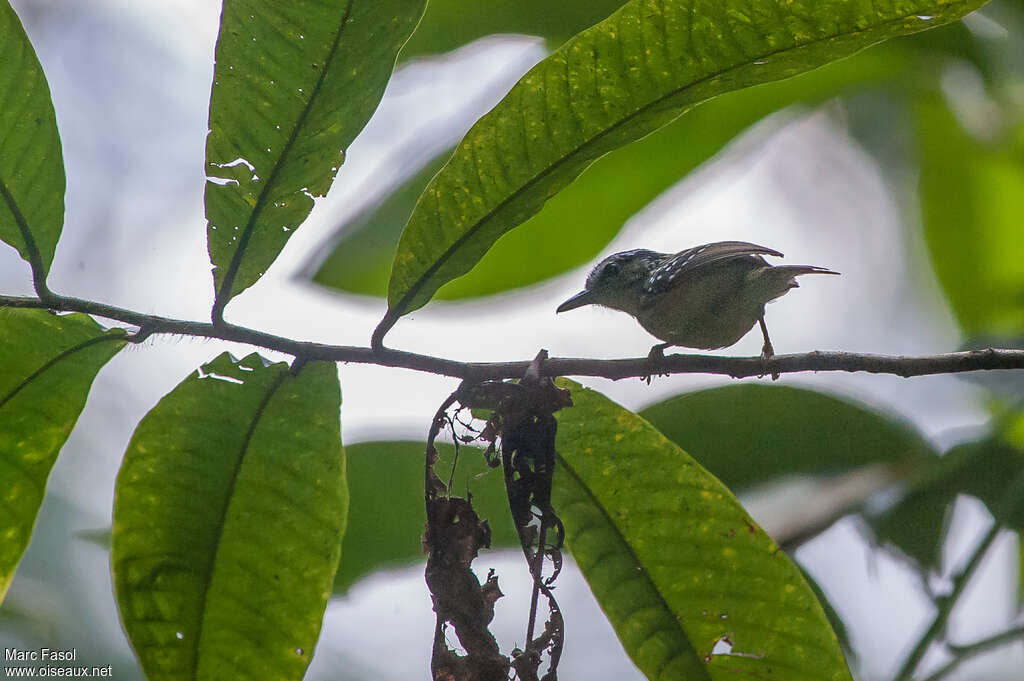 Alapi soufré mâle adulte, identification