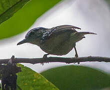 Yellow-breasted Warbling Antbird