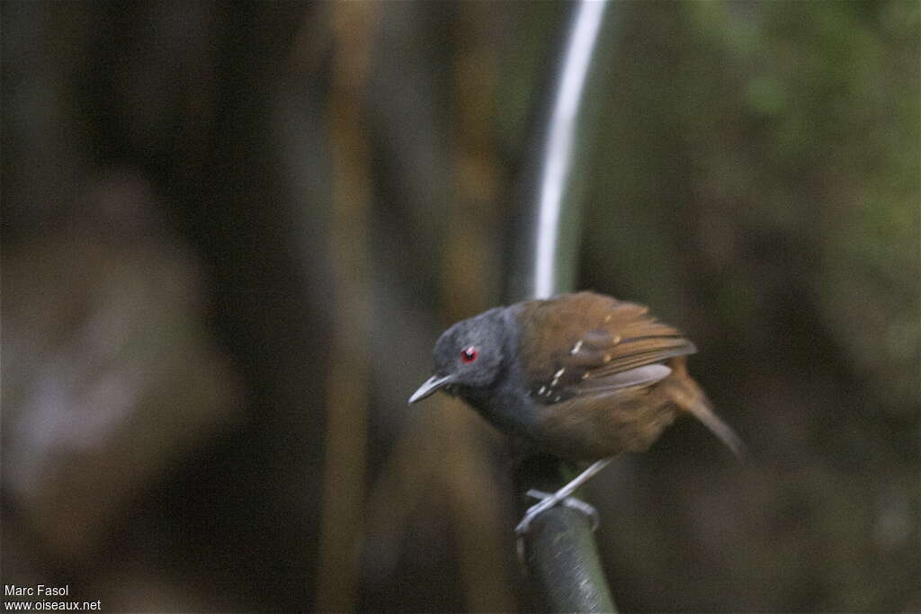 Dull-mantled Antbird male adult, identification