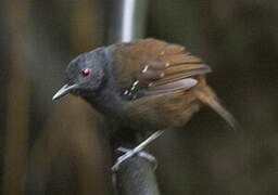 Dull-mantled Antbird