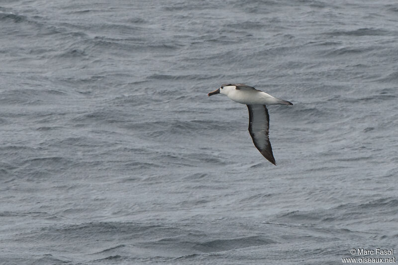 Albatros à nez jauneadulte internuptial, Vol