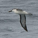 Albatros à nez jaune