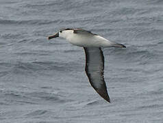 Albatros à nez jaune