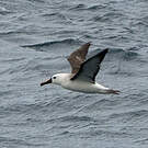 Albatros à nez jaune
